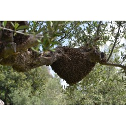 Miel de sapin BIO 420g