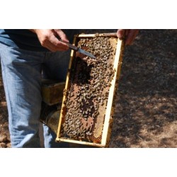 Miel de grèce fleurs, sapin et agrumes Vlahos - 450g