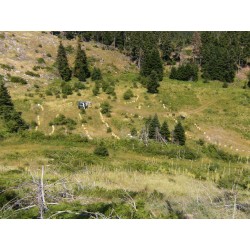 Miel de grèce fleurs, sapin et agrumes Vlahos - 450g