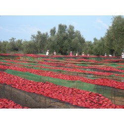 Purée de tomates séchées BIO 100g Purée de tomates séchées BIO 100g