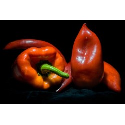 Piperomelo Chutney de poivron au miel Bio 260g