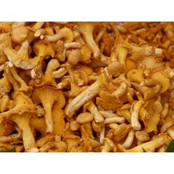 Champignons de forêt grecs deshydratés