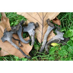 Champignons de forêt grecs deshydratés