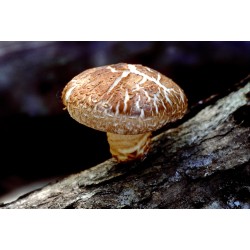 Champignons de forêt grecs deshydratés