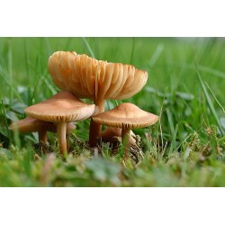 Champignons de forêt grecs deshydratés