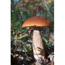 Bolets de Grèce deshydratés