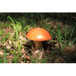 Amanites des césars de Grèce déshydratés 