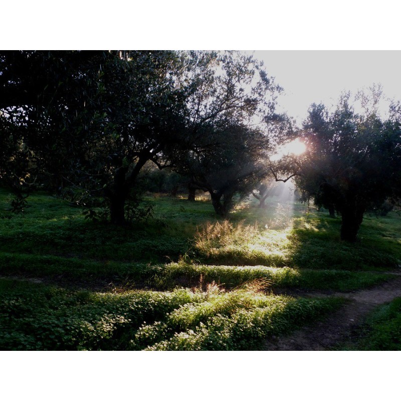 Huile d'olive Bio de Crète AOP Kolymvari Huile d'olive Bio de Crète AOP Kolymvari