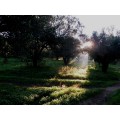 Huile d'olive Bio de Crète AOP Kolymvari 3