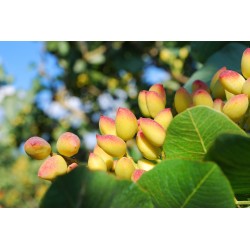 Pistaches crues et non salées 160g