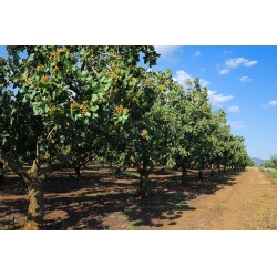 Pistaches crues et non salées 160g