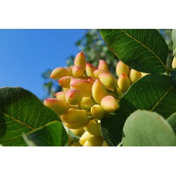 Pistaches crues et non salées 230g