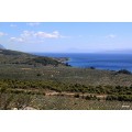 Huile d'olive Bio Eleonas de l'île d'Eubée 750ml 6