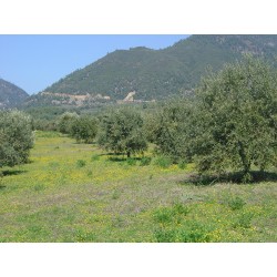 Huile d'olive Bio Eleonas de l'île d'Eubée 750ml