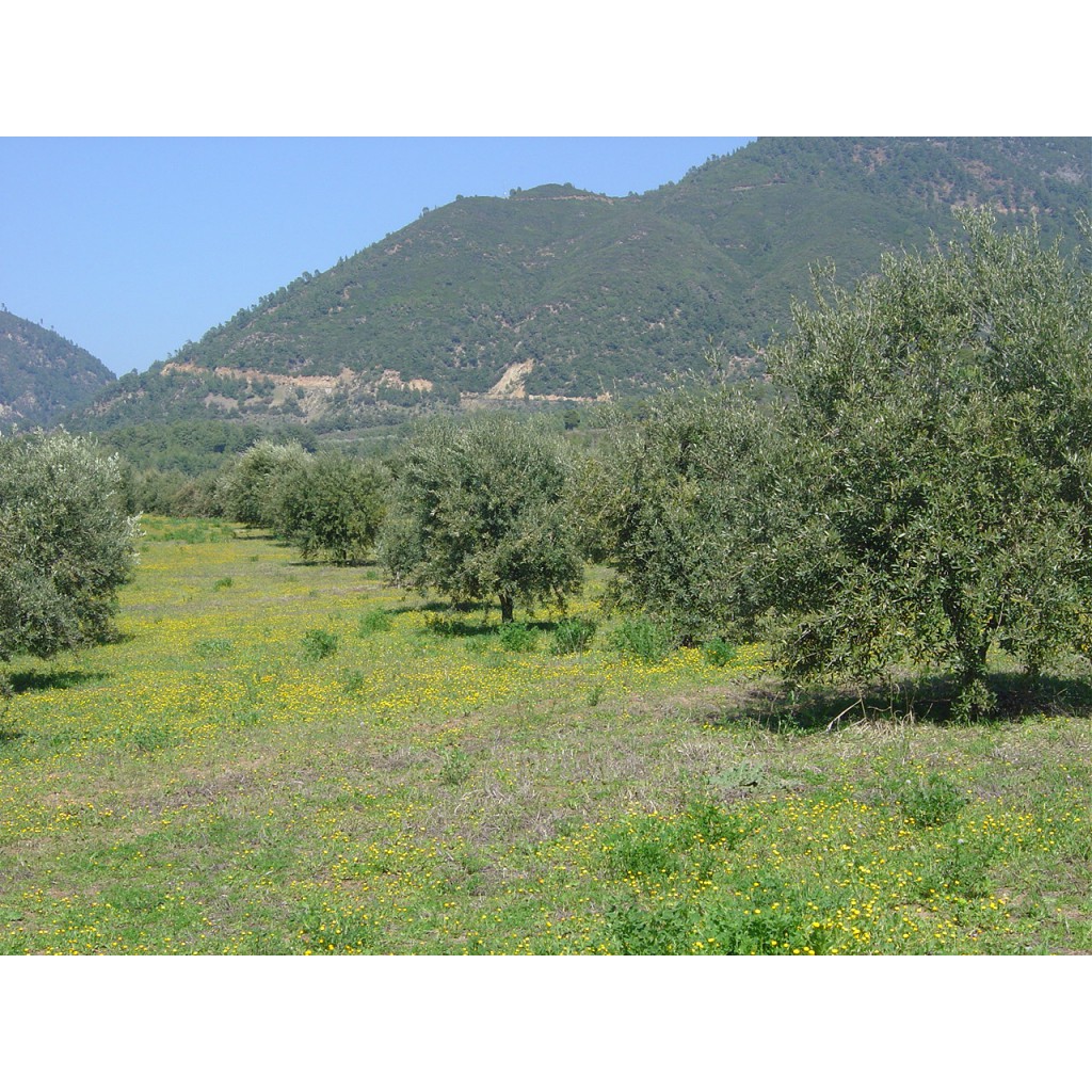 Huile d'olive vierge extra biologique de l'île d'Eubée.