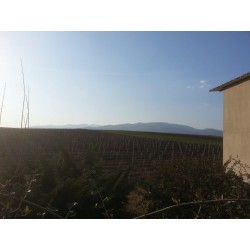 Domaine Chatzivaritis  Domaine Chatzivaritis