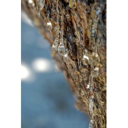 lentisque pistachier lentisque pistachier