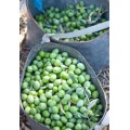 Olives vertes de rovies bio  4