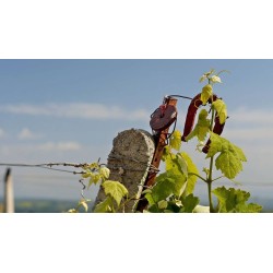 Vin blanc sec Vre Chatzivaritis Vin blanc sec Vre Chatzivaritis