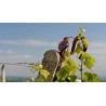Vin blanc sec Vre Chatzivaritis 2