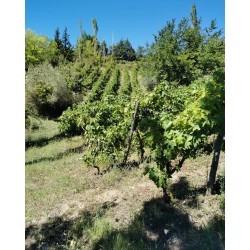 Vin rouge Goumenissa Bio Chatzivaritis 750ml