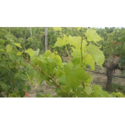 la vigne Kazakis
