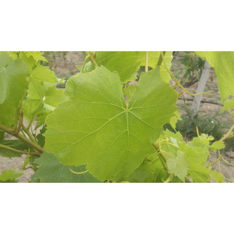feuille de vigne Kazakis feuille de vigne Kazakis