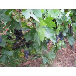 Pied de vigne Methymnaeos Pied de vigne Methymnaeos