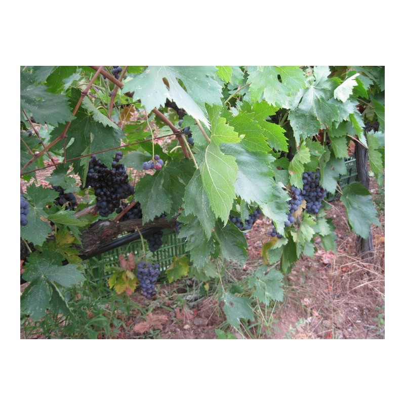 Pied de vigne Methymnaeos Pied de vigne Methymnaeos