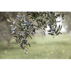 Oliveraie Huile d'olive Rafail Oliveraie Huile d'olive Rafail