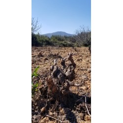 Pied de vigne Mylonas