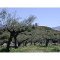 Olives bio de Kalamata et vertes dénoyautées  au naturel 4