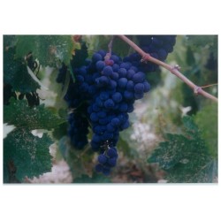 Vin rouge Mavroudi Theodorakakos Bio