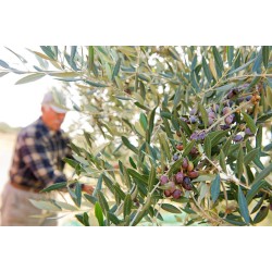 Olives de Kalamata BIO au naturel 180g