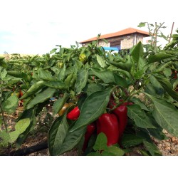 Purée d'aubergines et poivrons BIO 260g