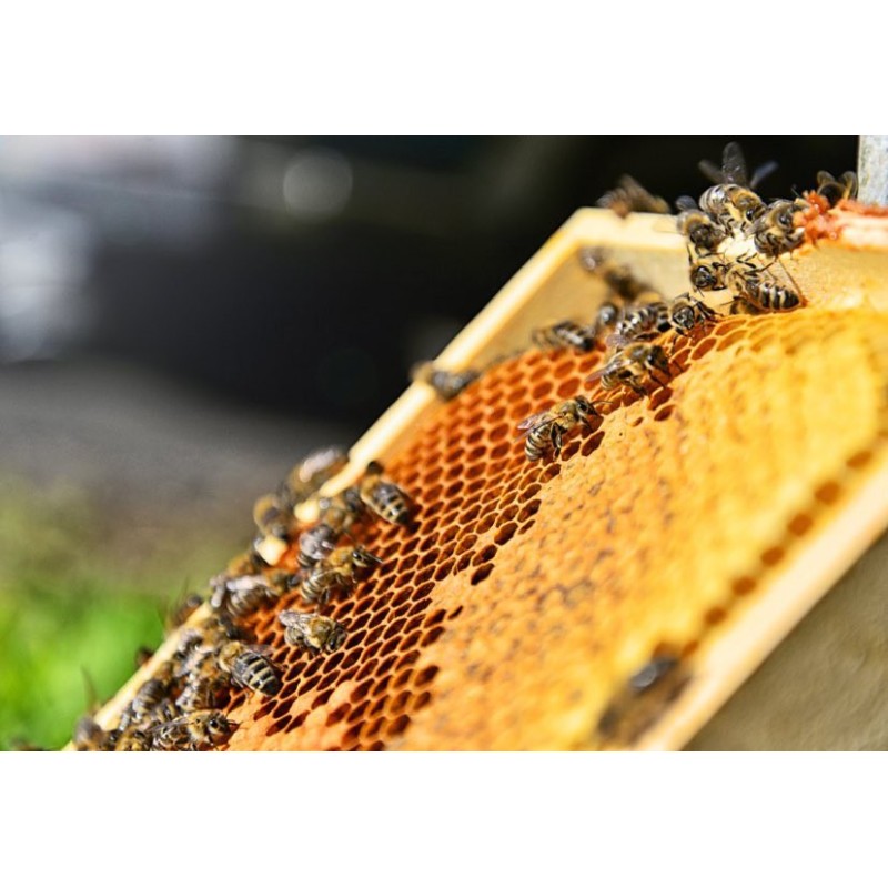 Rayon ruche Royal Bee