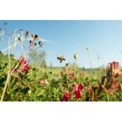 Champs de fleurs Royal Bee