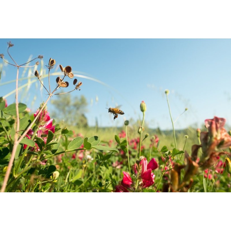 Champs de fleurs Royal Bee