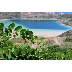 Câpres à l'huile d'olive BIO 180g