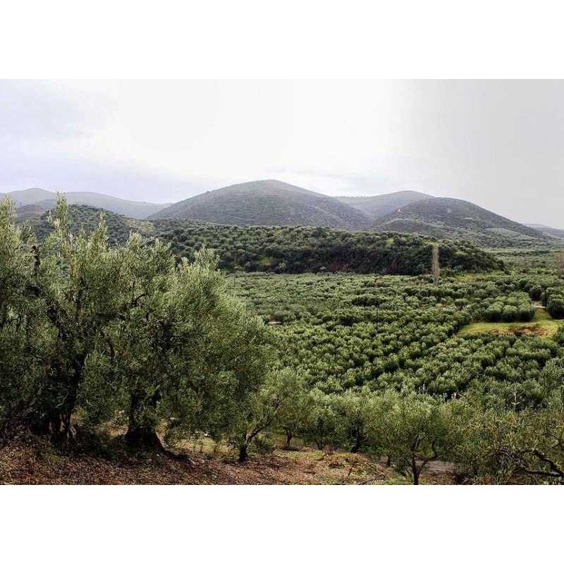 Huile d'olive Bio OleaTree Huile d'olive Bio OleaTree