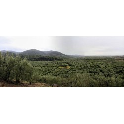 Olives vertes fendues en saumure bio 1.4kg "For the people"