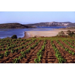 Domaine Chatzivaritis  Domaine Chatzivaritis