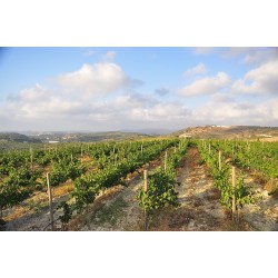 Vin rouge de Crète Melissokipos