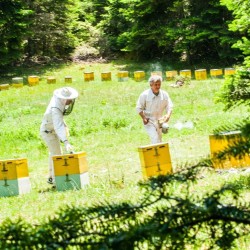 Miel de thym grec Bio Vlahos - 450g