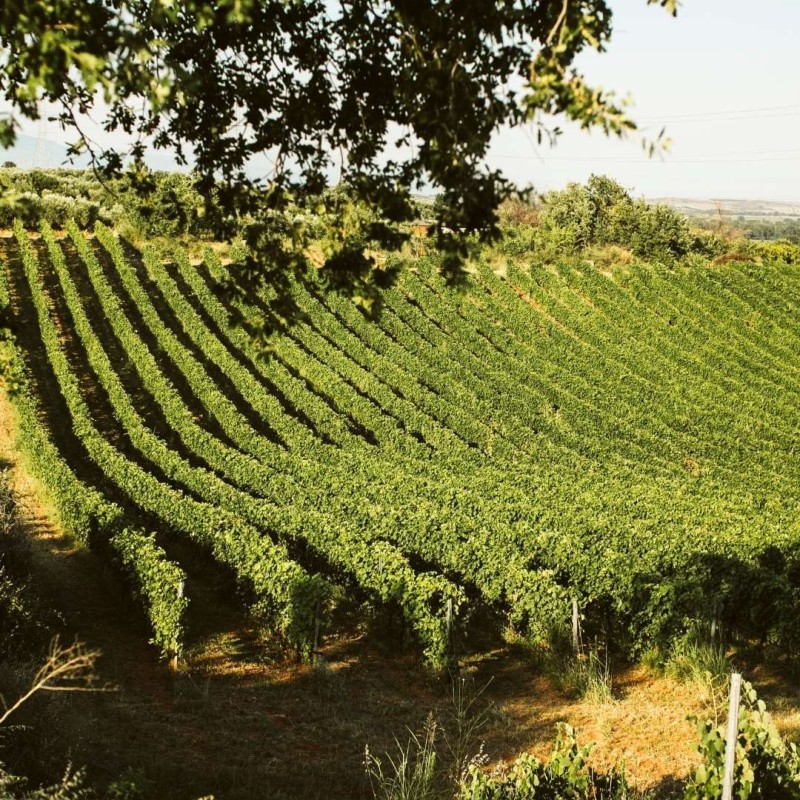Retsine Cuvée biodynamique Apostolidis Retsine Cuvée biodynamique Apostolidis