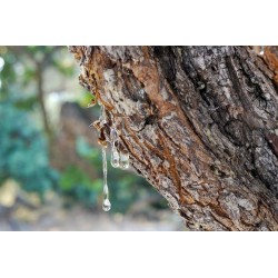 Mastic pur de Chios larmes moyennes sachet 10g