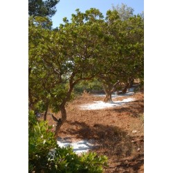 Chewing gum au mastic de Chios sans sucre