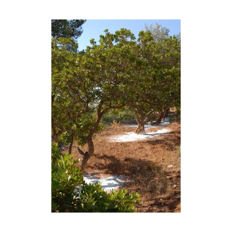 Chewing gum au mastic de Chios sans sucre Chewing gum au mastic de Chios sans sucre