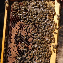 Miel de Grèce à la fleur d'agrumes