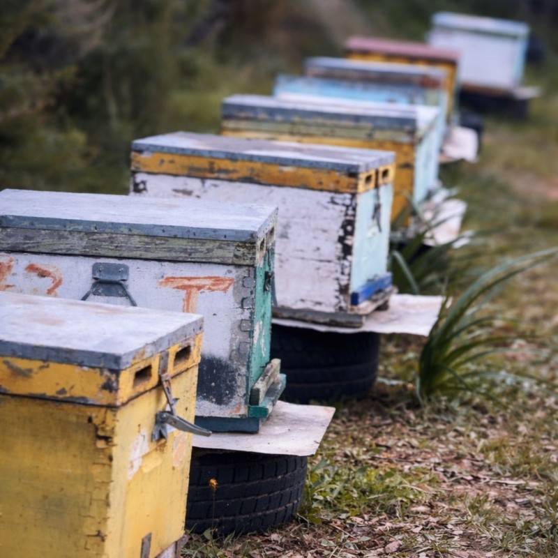 Miel grec Bio fleurs, sapin & agrumes